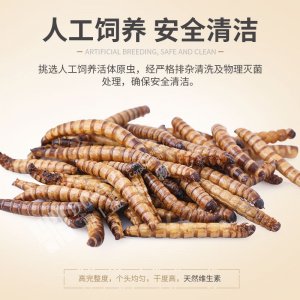 微波烘干大麥蟲高蛋白飼料倉鼠 100G(袋裝）,200G(袋裝）,500G(袋裝）,1000G(袋裝）,400G(桶）