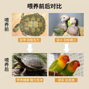 比利時凡賽爾墨魚骨鸚鵡